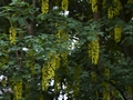 Laburnum alpinum Złotokap alpejski